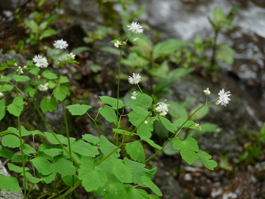 {Thalictrum clavatum}